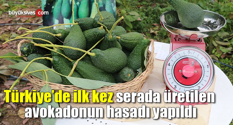 Türkiye’de ilk kez serada üretilen avokadonun hasadı yapıldı