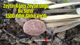 Zeytin Ağacı Zeytin Değil Bu Sefer 1500 Yıllık Sikke Verdi