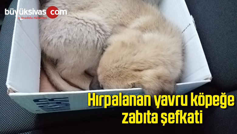 yavru öpek