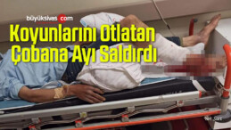 Koyunlarını Otlatan Çoban Ayının Saldırısına Uğradı