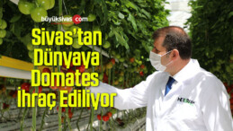 Sivas’tan Dünyaya Domates İhraç Ediliyor