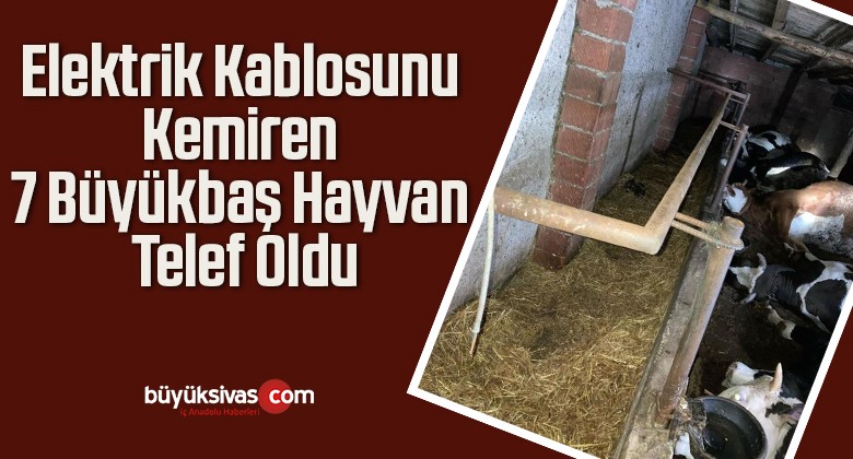 Elektrik Kablosunu Kemiren 7 Büyükbaş Hayvan Telef Oldu