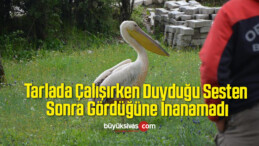 Tarlada Çalışırken Duyduğu Sesten Sonra Gördüğüne İnanamadı