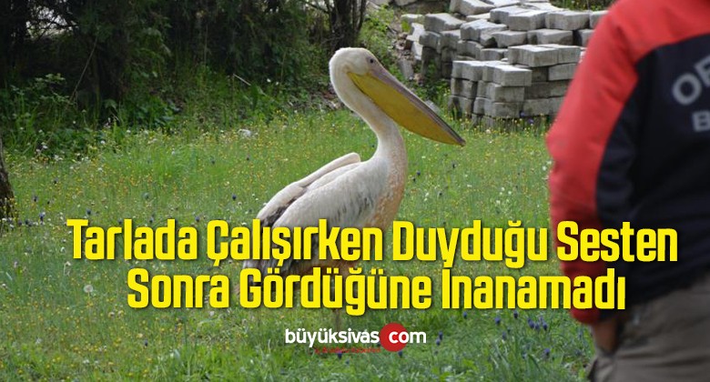 Tarlada Çalışırken Duyduğu Sesten Sonra Gördüğüne İnanamadı