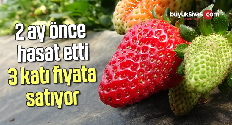 2 ay önce hasat etti 3 katı fiyata satıyor