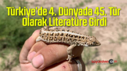 Bu Kertenkele Türkiye’de 4. Dünyada 45. Tür Olarak Literatüre Girdi