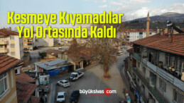 Kesmeye Kıyamadılar, Yol Ortasında Kaldı