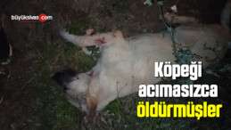 Köpeği acımasızca öldürmüşler