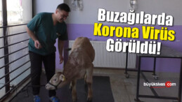 Buzağılarda Korona Virüs Görüldü!