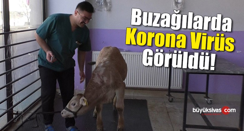 Buzağılarda Korona Virüs Görüldü!