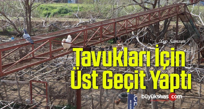 Yurdum İnsanı Tavukları İçin Üst Geçit Yaptı