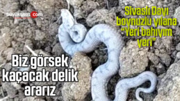 Sivas’ta boynuzlu yılan görüntülendi! Sivaslı dayı “Yeri bakıyım yeri”