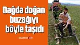 Dağda doğan buzağıyı böyle taşıdı