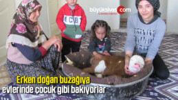 Erken doğan buzağıya evlerinde çocuk gibi bakıyorlar