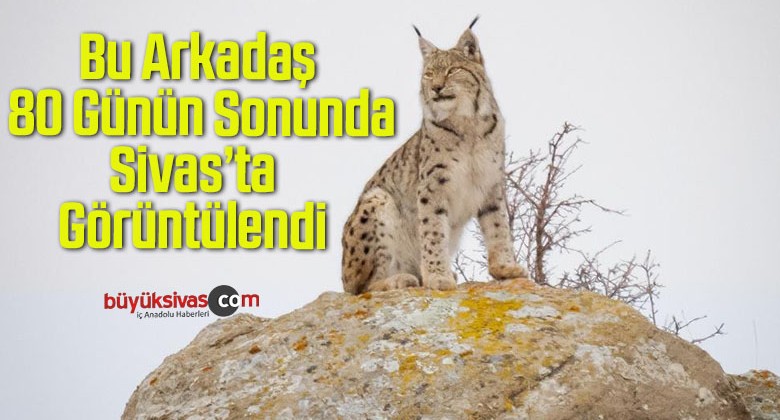 Dedektif Gibi İz Sürdü, “Orman Hayaletini” 80 Günün Sonunda Görüntüledi