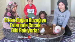 Erken Doğan Buzağıya Evlerinde Çocuk Gibi Bakıyorlar