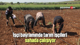 İşçi bayramında tarım işçileri sahada çalışıyor