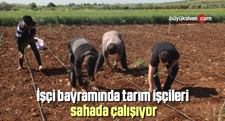 İşçi bayramında tarım işçileri sahada çalışıyor