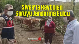 Sivas’ta Kaybolan Sürüyü Jandarma Buldu