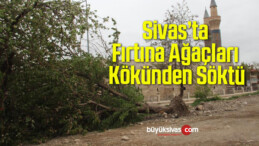 Sivas’ta Fırtına Ağaçları Kökünden Söktü