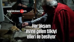 Her akşam evine gelen tilkiyi elleri ile besliyor