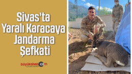 Sivas’ta Yaralı Karacaya Jandarma Şefkati