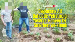 Başkasına Ait Bahçede Yetiştirdiği Yasadışı Kenevirleri Sularken Yakalandı