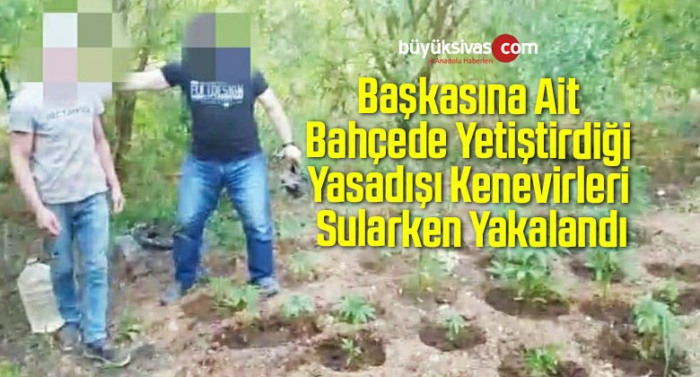 Başkasına Ait Bahçede Yetiştirdiği Yasadışı Kenevirleri Sularken Yakalandı