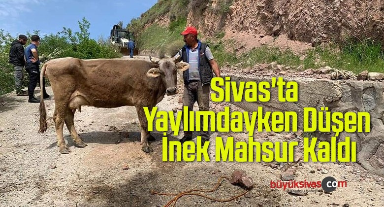 Sivas’ta Yaylımdayken Düşen İnek Mahsur Kaldı, 4 Saatlik Çalışma İle Kurtarıldı