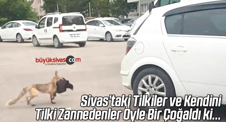 Aç kalan tilki şehre indi, avladığı tavuğu kaçırırken böyle görüntülendi