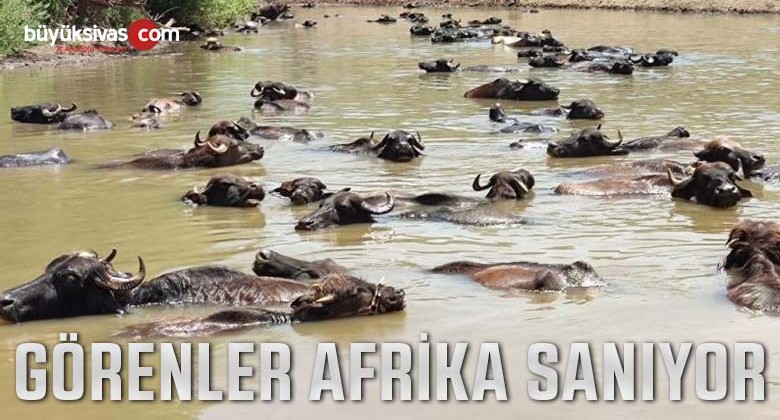 Hava sıcaklığının bunaltıcı seviyelere çıkmasıyla mandalar nehirde serinliyor