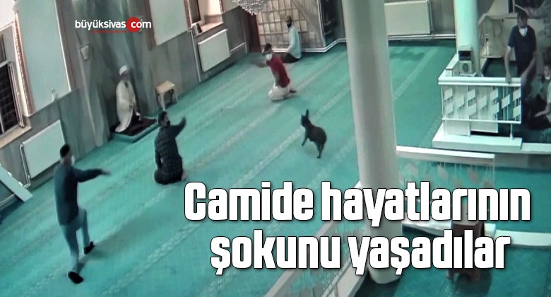 Namaz esnasında camiye giren köpek, cemaate korku dolu anlar yaşattı