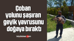 Çoban yolunu şaşıran geyik yavrusunu doğaya bıraktı