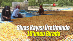 Sivas Kayısı Üretiminde 10’uncu Sırada