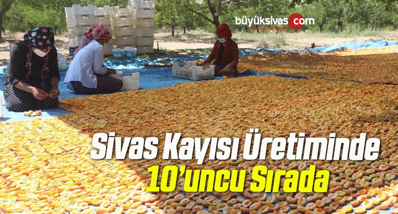 Sivas Kayısı Üretiminde 10’uncu Sırada