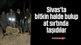 Sivas’ta bitkin halde bulup at sırtında taşıdılar