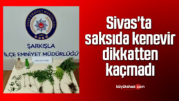 Sivas’ta saksıda kenevir dikkatten kaçmadı