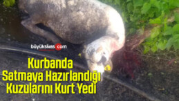 Kurbanda Satmaya Hazırlandığı Kuzularını Kurt Yedi