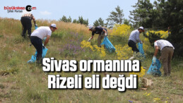 Sivas ormanına Rizeli eli değdi