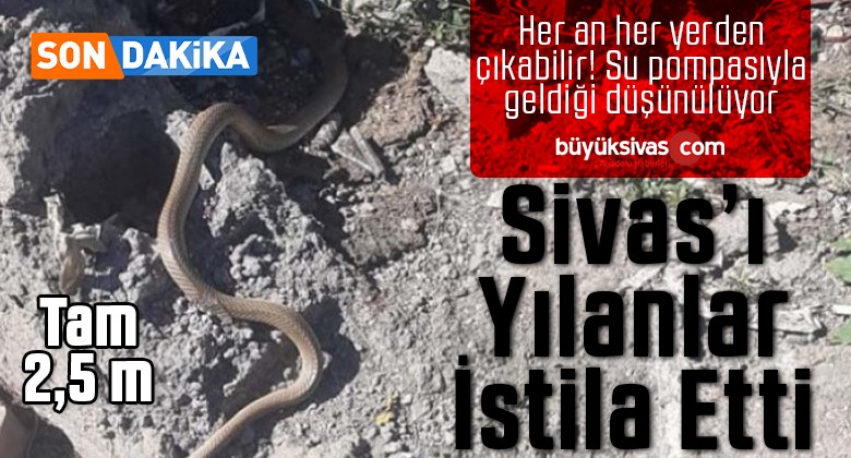 2 buçuk metrelik yılanlar Sivas’ta şehrin ortasında fink atıyor! Bir tanesi kayıp