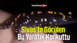 Sivas’ta Türk Semenderi Görüntülendi