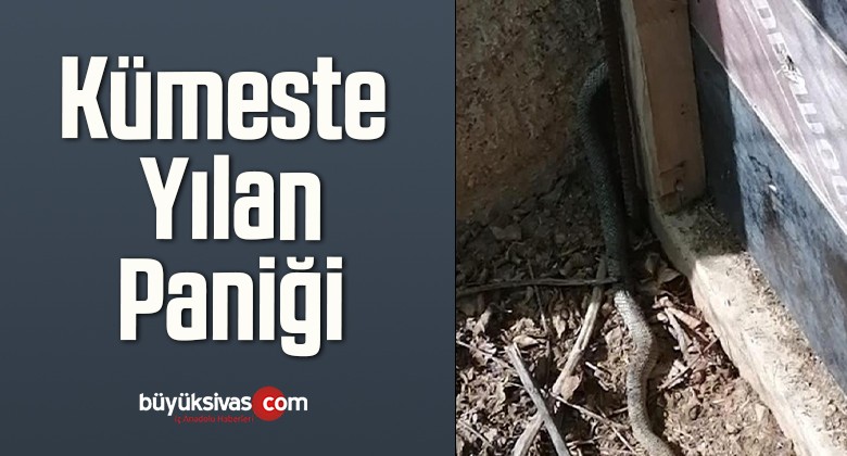 Kümeste Yılan Paniği