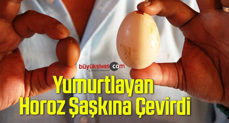 Yumurtlayan Horoz Şaşkına Çevirdi