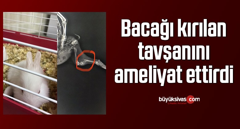 Bacağı kırılan tavşanını ameliyat ettirdi