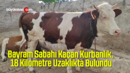 Bayram Sabahı Kaçan Kurbanlık, 18 Kilometre Uzaklıkta Bulundu