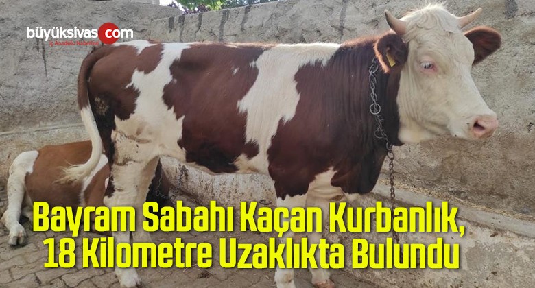 Bayram Sabahı Kaçan Kurbanlık, 18 Kilometre Uzaklıkta Bulundu