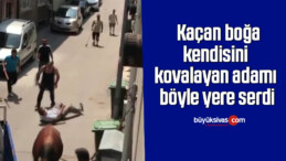 Kaçan boğa, kendisini kovalayan adamı böyle yere serdi