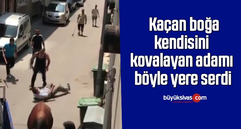 Kaçan boğa, kendisini kovalayan adamı böyle yere serdi