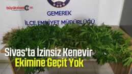 Sivas’ta İzinsiz Kenevir Ekimine Geçit Yok