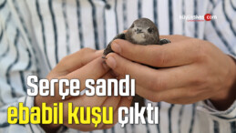 Serçe sandı ebabil kuşu çıktı